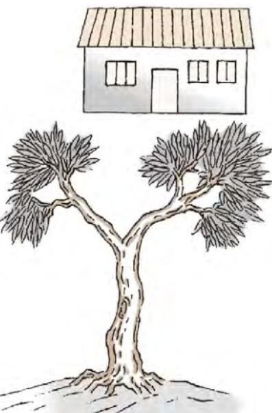 可以栽种树木或间隔距离较稀疏一点的树木